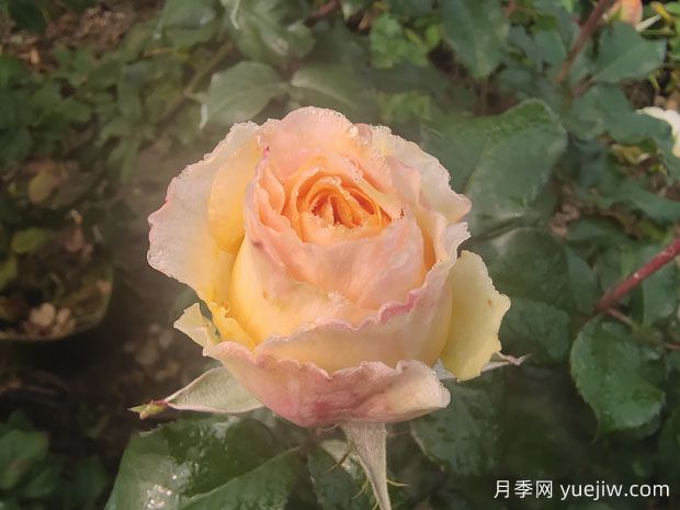 家庭养月季花能放淘米水吗(图1) 家庭养月季花能放淘米水吗(图1)