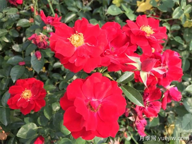 月季夏天可放室内养吗(图1) 月季夏天可放室内养吗(图1)