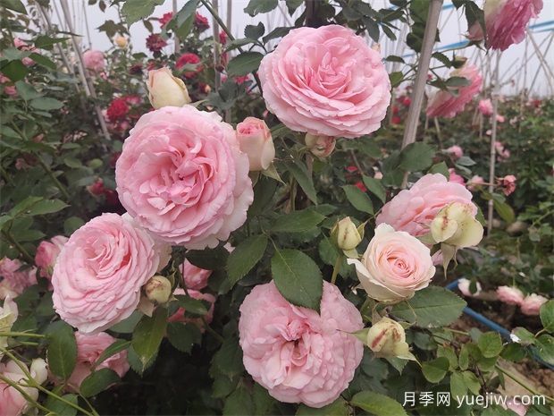 新手买月季注意事项(图1) 新手买月季注意事项(图1)