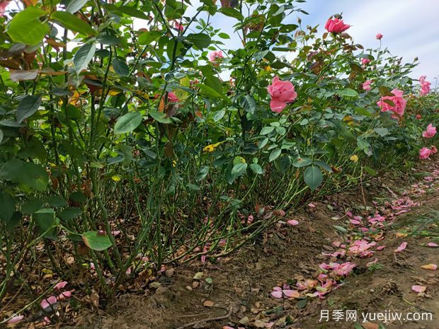 地栽怎么预防月季闷根(图1) 地栽怎么预防月季闷根(图1)