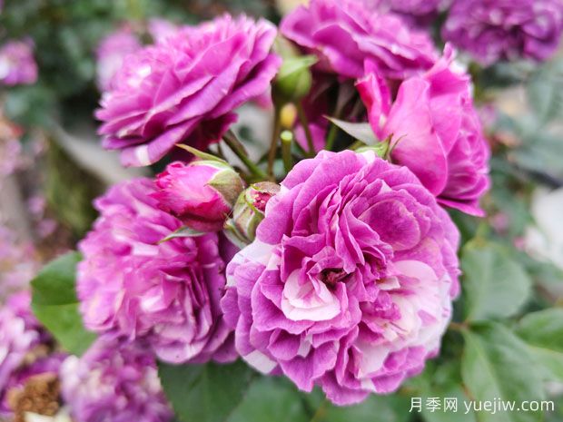 月季怎么种植?月季种植方法(图1) 月季怎么种植?月季种植方法(图1)