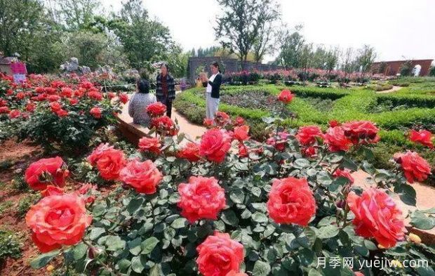 昆明大观公园南园月季花进入盛花期(图1)