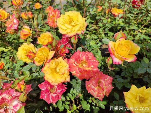 微彩虹月季(图2)