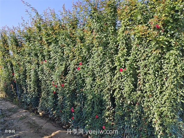 夏令营月季(图4)