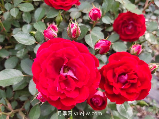 夏令营月季(图2)