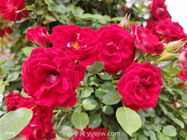 夏令营月季(图1)