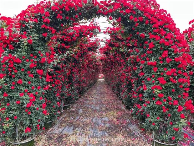 夏令营月季(图3)