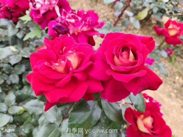 梅朗随想曲月季/梅郎随想曲(图4) 梅朗随想曲月季/梅郎随想曲(图4)