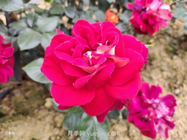 梅朗随想曲月季/梅郎随想曲(图2) 梅朗随想曲月季/梅郎随想曲(图2)