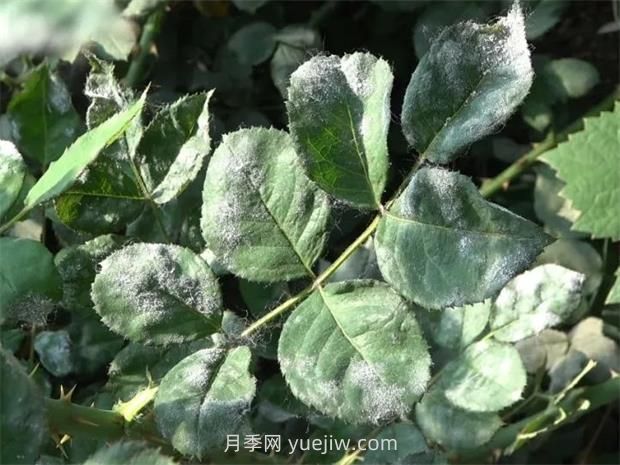 一篇教你学会如何看月季叶片认识病虫害(图1)