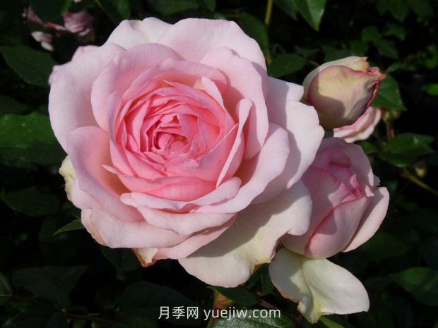 妮娜冯斯陶芬伯格月季(图1)