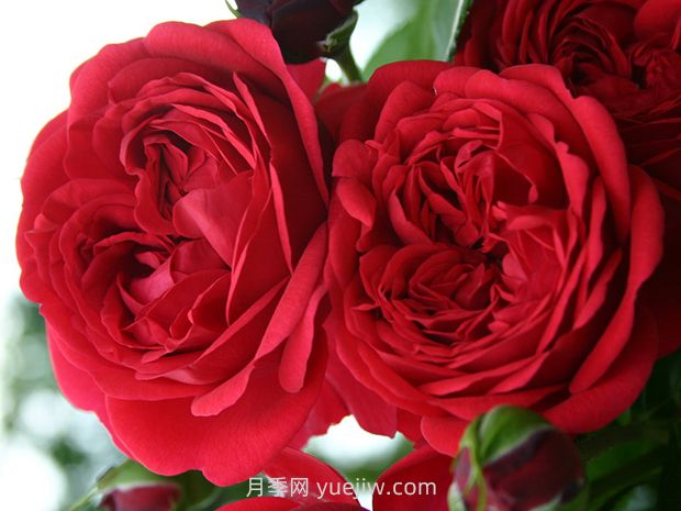 甜蜜咖啡屋月季/罗森海姆(图2)