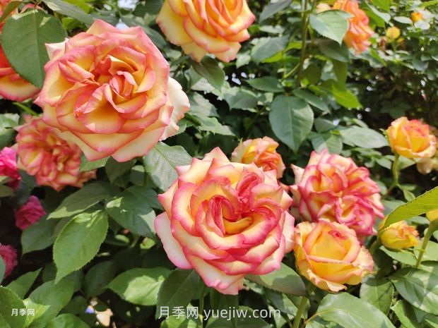 5月下旬月季容易黄叶的原因和应对措施(图1)