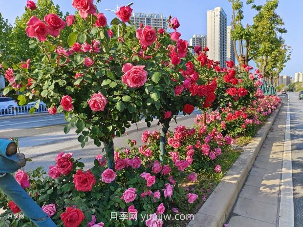 树状月季叶片发黄怎么办?原因和应对措施(图1) 树状月季叶片发黄怎么办?原因和应对措施(图1)