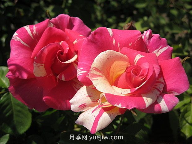 糖果世界月季/糖果之地(图1)