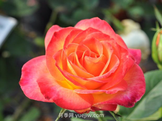 阿林卡月季/艾琳卡(图2)