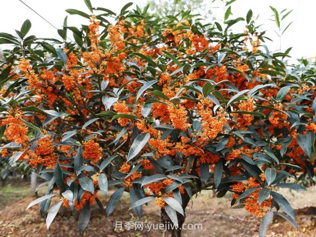 夏季如何让桂花树茁壮成长?(图1) 夏季如何让桂花树茁壮成长?(图1)