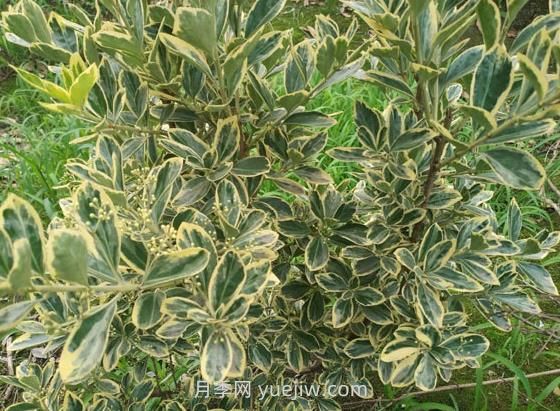 金边黄杨的种植方法和几个注意点(图1)