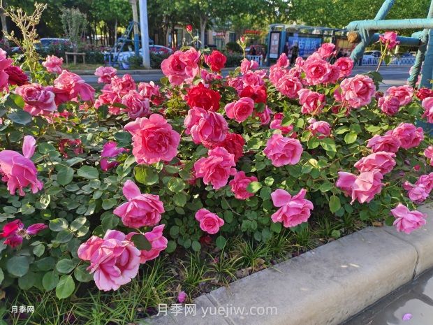 中国月季之乡南阳月季苗木标准化栽培技术(图1) 中国月季之乡南阳月季苗木标准化栽培技术(图1)