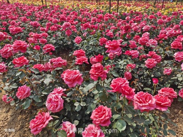 中国月季之乡南阳月季苗木标准化栽培技术(图3) 中国月季之乡南阳月季苗木标准化栽培技术(图3)