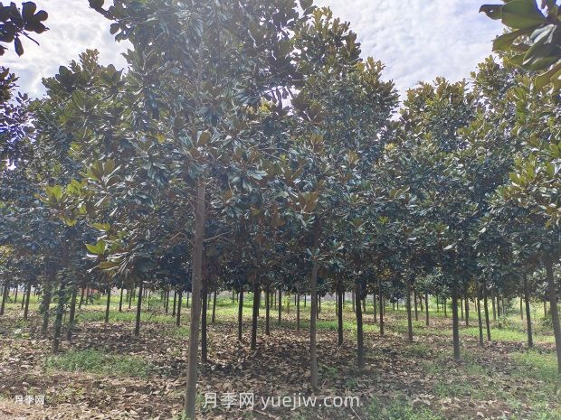 南方常见园林植物合集(图2)