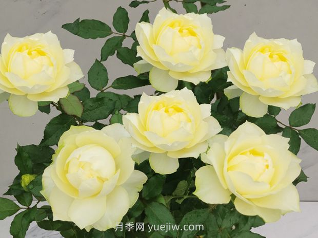 绿芙美人月季(图1)