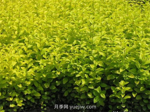 金叶女贞(图2)