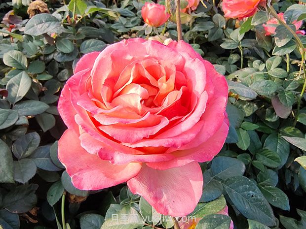 彩云月季花的优缺点不足:什么?(图1) 彩云月季花的优缺点是什么?(图1)