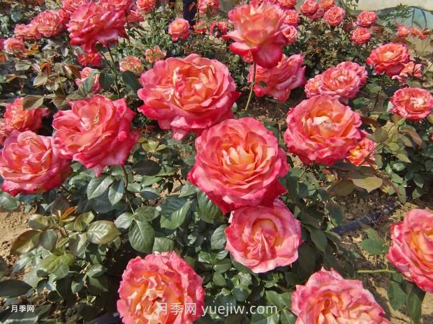 彩云月季花的优缺点不足:什么?(图2) 彩云月季花的优缺点是什么?(图2)