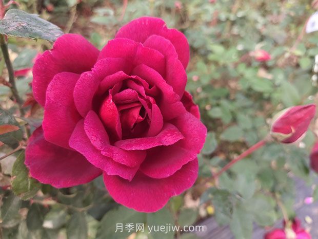 紫荷月季的优缺点是什么？(图1)