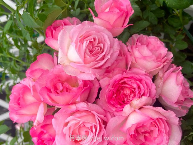 河本绊月季/纽带月季(图1) 河本绊月季/纽带月季(图1)