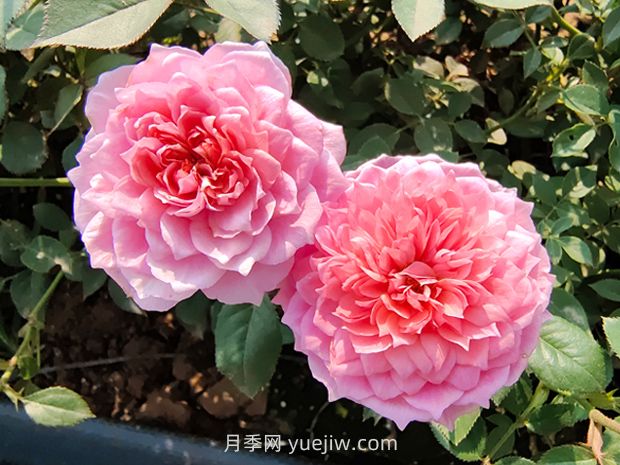 铃之妖精月季怎么样,有哪些优缺点?(图1) 铃之妖精月季怎么样,有哪些优缺点?(图1)