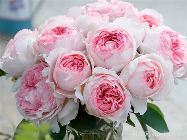 伊芙乙女心月季优缺点总结(图1) 伊芙乙女心月季优缺点总结(图1)