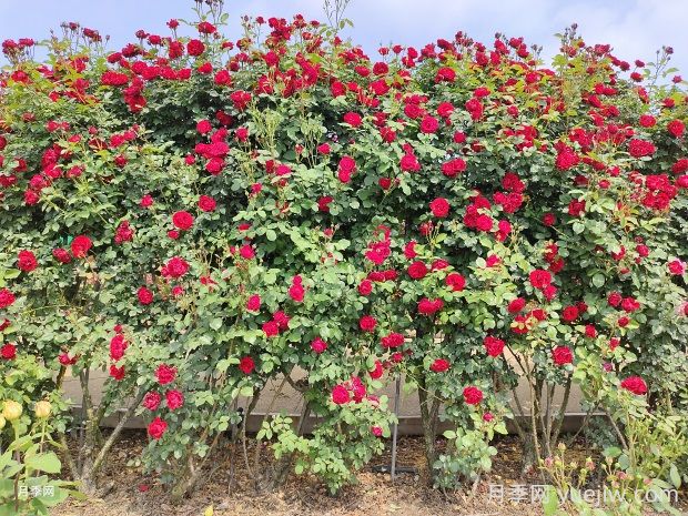 御用马车月季的优缺点是什么?(图2) 御用马车月季的优缺点是什么?(图2)