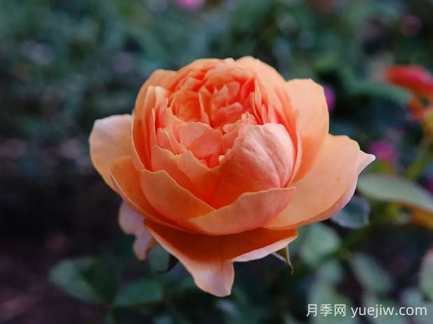 温柔珊瑚心月季的优缺点是什么?(图1) 温柔珊瑚心月季的优缺点是什么?(图1)