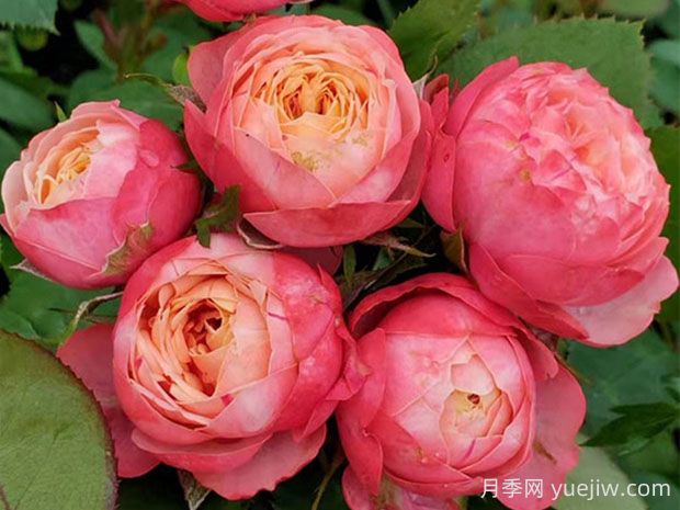 浪漫比克月季香不香?浪漫比克有哪些优缺点?(图1) 浪漫比克月季香不香?浪漫比克有哪些优缺点?(图1)