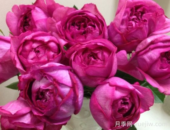 伊芙热情月季的优缺点是什么？(图1)