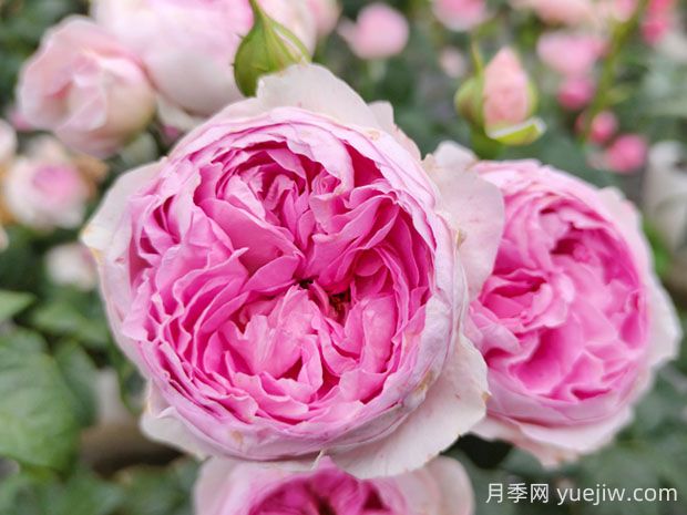 我的心月季的优缺点不足:什么?(图1) 我的心月季的优缺点是什么?(图1)