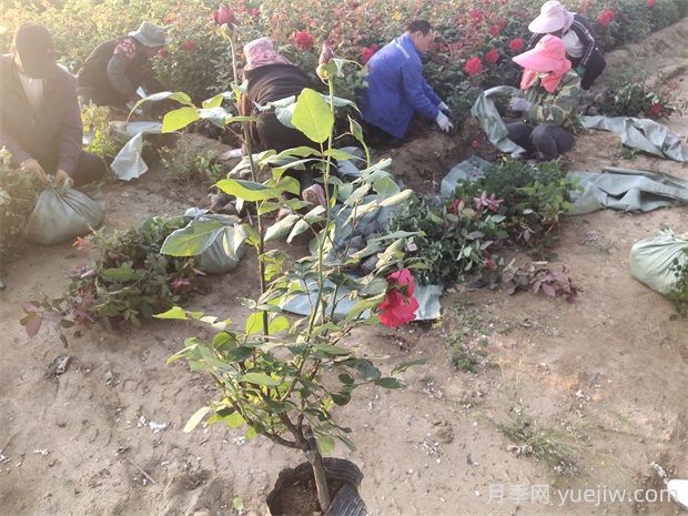月季嫁接苗的优缺点是什么?(图1) 月季嫁接苗的优缺点是什么?(图1)
