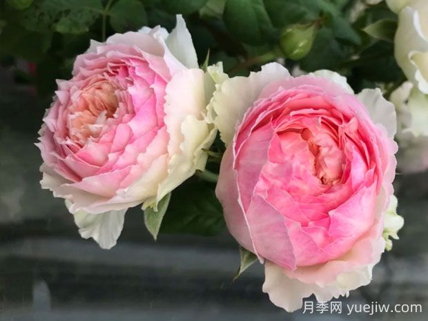 佩尔朱克月季优缺点介绍(图1) 佩尔朱克月季优缺点介绍(图1)