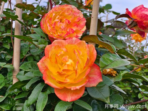 光谱月季的优缺点是什么?(图1) 光谱月季的优缺点是什么?(图1)