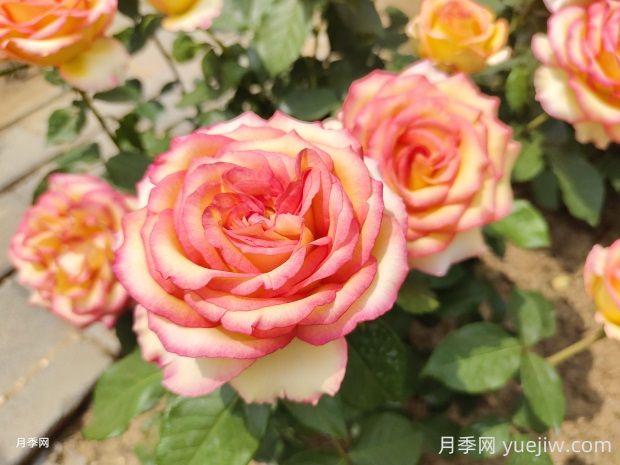 阿班斯月季的优缺点是什么？(图1)