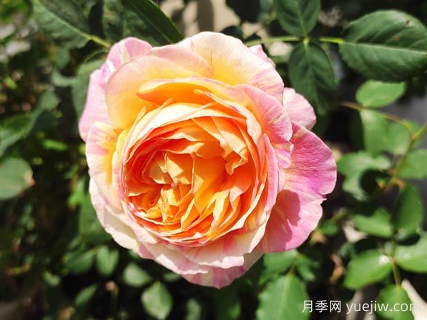 莫奈月季的优缺点是什么?(图1) 莫奈月季的优缺点是什么?(图1)