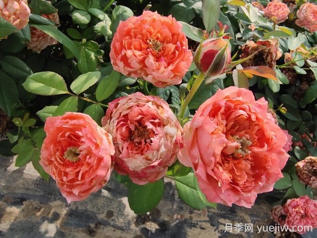 斑马耐心月季的优缺点不足:什么?(图1) 斑马耐心月季有什么优缺点?(图1)