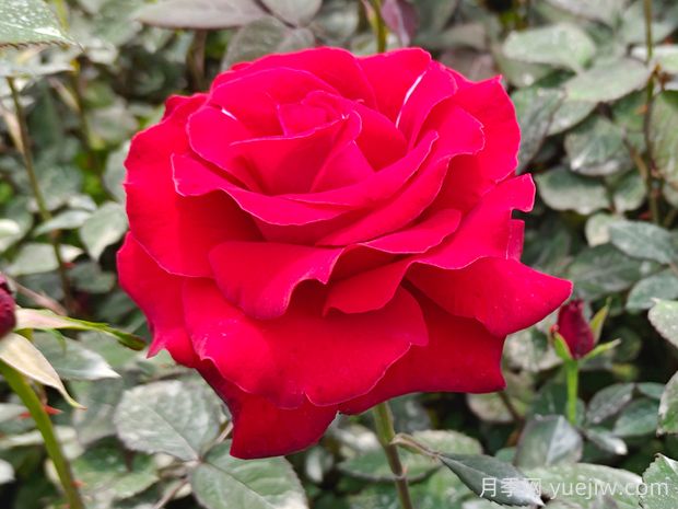 萨曼莎月季的优缺点是什么?(图1) 萨曼莎月季的优缺点是什么?(图1)