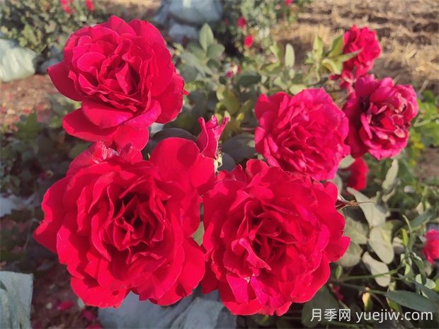 萨曼莎月季的优缺点是什么?(图2) 萨曼莎月季的优缺点是什么?(图2)