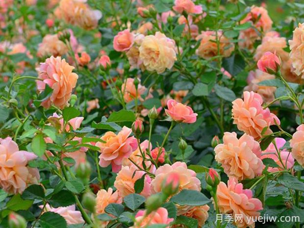 蜜桃冰淇淋月季的优缺点是什么?(图1) 蜜桃冰淇淋月季的优缺点是什么?(图1)