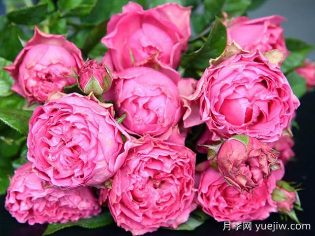 细波微波月季的优缺点是什么?(图1) 细波微波月季的优缺点是什么?(图1)