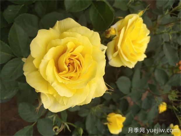 金绣娃月季的优缺点是什么?(图1) 金绣娃月季的优缺点是什么?(图1)