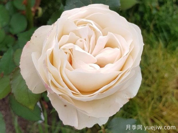 比利时公主月季的优缺点是什么?(图1) 比利时公主月季的优缺点是什么?(图1)